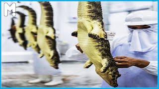 Crocodile Farming And Harvesting Technology - Crocodile Meat Processing Factory - Alligator Farming