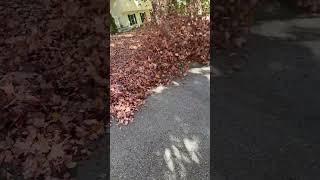 REDMAX EBZ 9000 blowing leaves