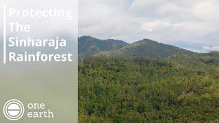 Protecting the Sinharaja Rainforest | One Earth