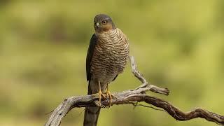 Eurasian sparrow hawk, Accipiter nisus