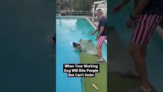 Oops #shorts #dog #swim #water #dogtraining #puppy #fyp