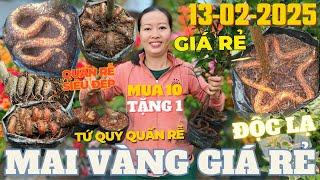 CHỊ CHÂU Giao lưu Mai Vàng Giá Rẻ, Mai Con Quấn Rễ Đẹp, Bí, Bính, Bệ, Lò Xo, Rắn... • THÀNH TRỌNG LÊ