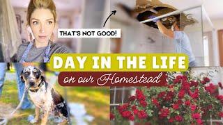 A {Realistic} Day in our Life on the Homestead...