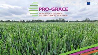 PRO GRACE - Promoting a Plant Genetic Resources Community for Europe