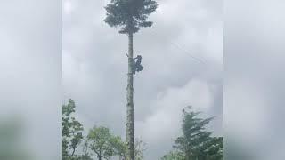 19 June 2019 Felling Massive Tree