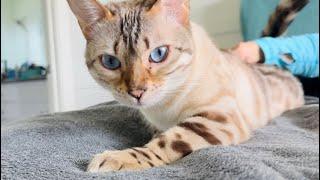 Kitty meow cries to STEAL her sister’s pets!