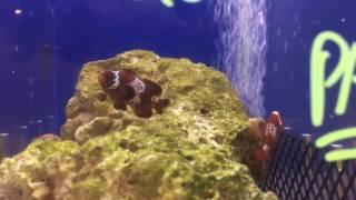 Sustainable Aquatics Extreme Maroon Lightning Clownfish Premium Bonded Pair