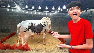 I Made Luxury House for My Cow !