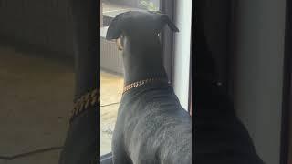 #Loki #the #Doberman#Message #To#delivery#Person!￼