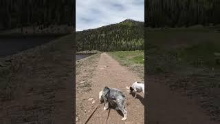 #youtubeshorts #hikingdog #campingdog #oldenglishsheepdog #oes #gsp #riogrande #waterfall