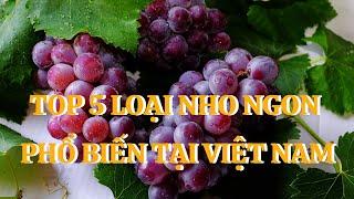 Top 5 quả nho ngon và phổ biến nhất tại Việt Nam - Quả nho|Cây Xanh Ngọc Trang|