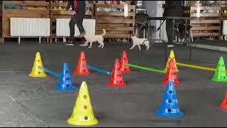 Jack russell terrier puppies at school in classroom