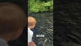 A Fisherman's Dream 