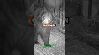 California’s Last Brown Bear: Fascinating History with Dr. Mark Gordon & Joe Rogan