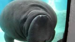 Manatees (Sea Cow) Smashes into Glass