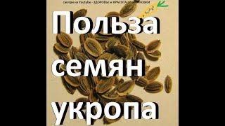 УКРОПНАЯ ВОДА или что лечит укроп - рецепты