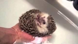 How to bathe a little hedgehog part 1 // Как правильно купать маленького ежика часть 1