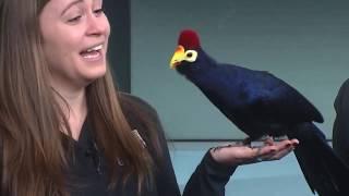 Wild Wednesday: Zulu the Lady Ross's Turaco