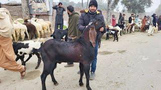 Wednesday Update | Desi Chatre | Rajanpuri Bakre | Turkey Dumbe | Shahpur kanjra | Qurbani 2025