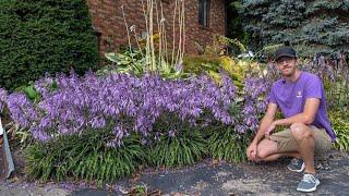 Hosta Picks if You Love Hosta Flowers (and some if you don't) | Walters Gardens