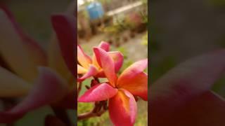 |V E R Y  A T T R A C T I V E  F L O W E R|️#flowers #goviral #homegarden #nature