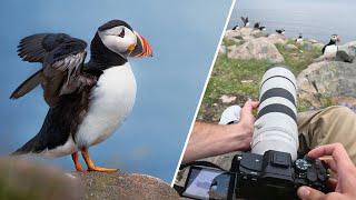 A Wildlife Photographer’s Dream Trip: Capturing Puffins in Newfoundland