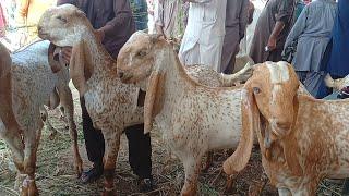 Luddan Bakra Mandi latest 2025 Ajmal TV Hasilpur 03086171529