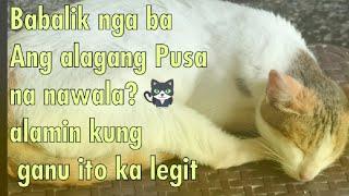 Babalik nga ba Ang alagang Pusa na nawala?