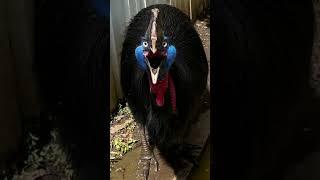 The Most Terrifiying Bird Sounds In The World 