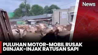 [FULL] Rombongan Sapi Tabrak Pengguna Jalan - iNews Prime 27/12