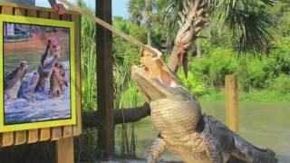 Welcome to Wild Florida!
