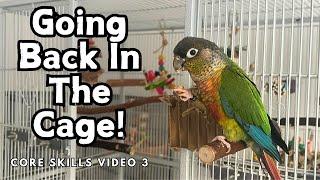 How To Get Your Bird Back In the Cage - Voluntary Cage Training | Core Skills 3 | TheParrotTeacher