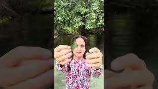 Doing gymnastics at Gilchrist Blue Springs again, and connects to Ginnie Springs