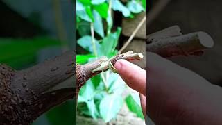 Grafting fruit plants grafting skills very easy and successful #relaxing #gardening #shorts