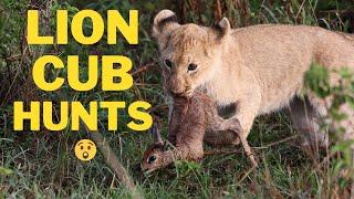 RARE sighting of a LION CUB HUNT | KENYA  [4K]