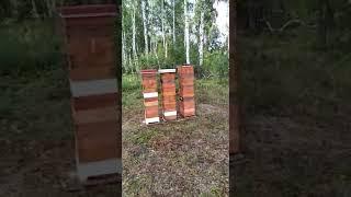 Лесной тачек 2020г