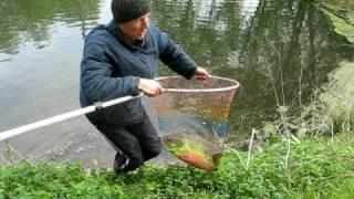 Карп з калюжи, неподалік від Рівного