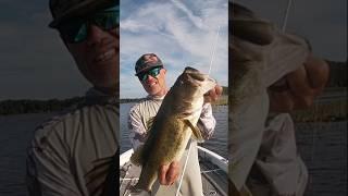 Catching Big Bass Fishing in Florida Summer Heat  #bassfishing #fishing #largemouthbass #basslures