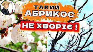 АБРИКОС: Обрізаємо, Обробляємо, Готуємо Захист Від Моніліозу