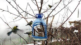 An Interesting Idea How to Make Bird Feeder from a Plastic Bottle DIY