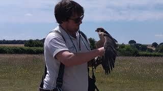 HAWK CONSERVANCY TRUST | A TRULY MAGNIFICENT EXPERIENCE 