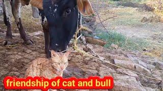 Friendship of a cat and bull || cat talking to bull || prail alert