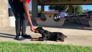 3 Month Old Rottweiler Puppy Basic Obedience Training