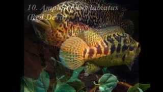 15 Most Aggressive Cichlids