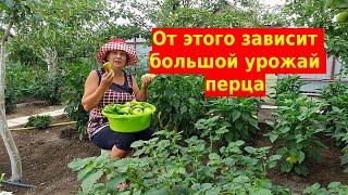 Большой урожай перца - это нужно делать уже сейчас