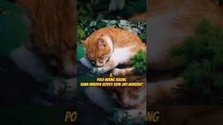 3 fakta unik tentang kucing