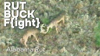 Dominance Duel Unmasked: Alabama Whitetail Buck Fight on Drone Will Blow Your Mind!