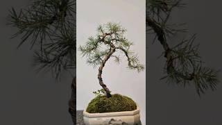 1 year in 20 seconds #grow #bonsai #best #hobby #ever #howto #diy #on #a #budget #fyp #fy #plant #n