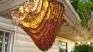 15 Biggest Insect Infestations