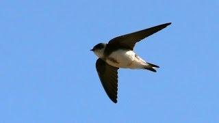 Sand Martin  Bird Call and pictures for Teaching BIRDSONG